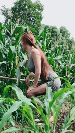 玉米地裡的黑絲美少婦，宅男專用自帶紙巾圖片