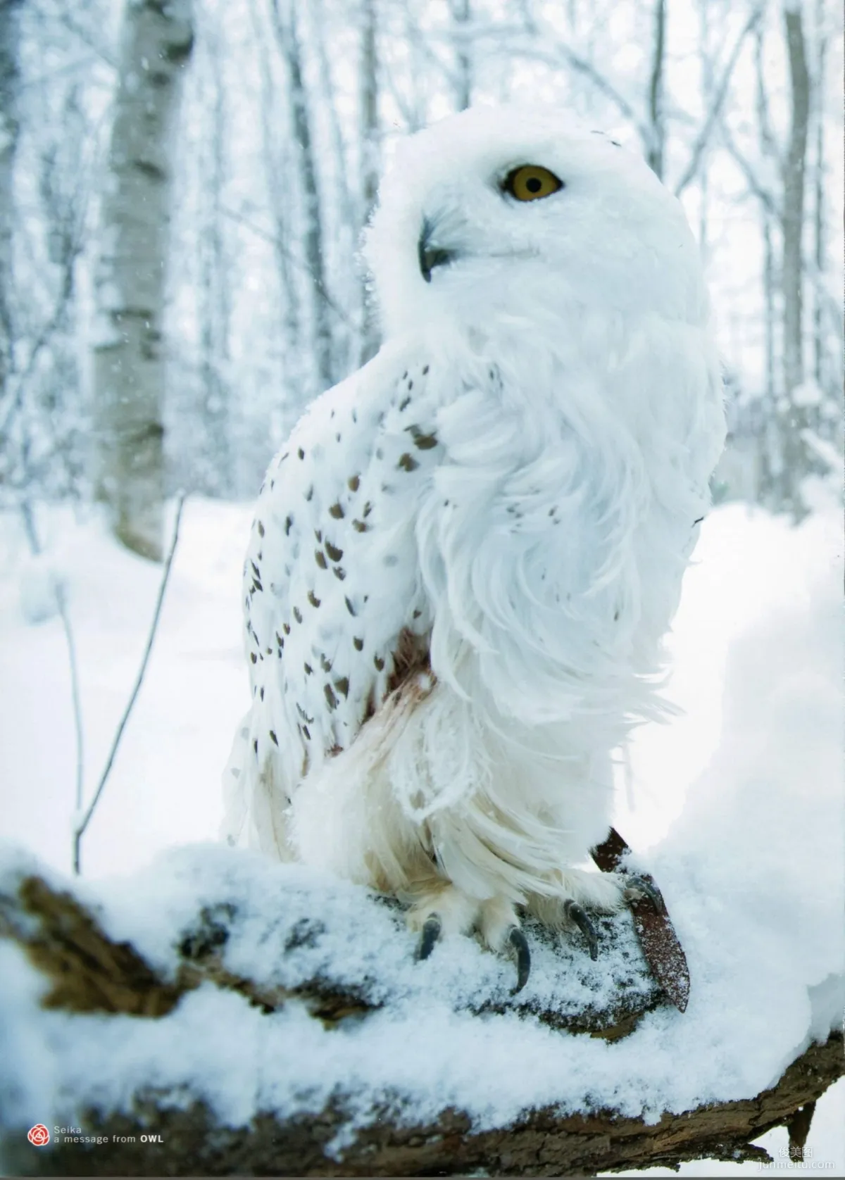 Seika Taketomi "A message from OWL" Photo Set photo 97