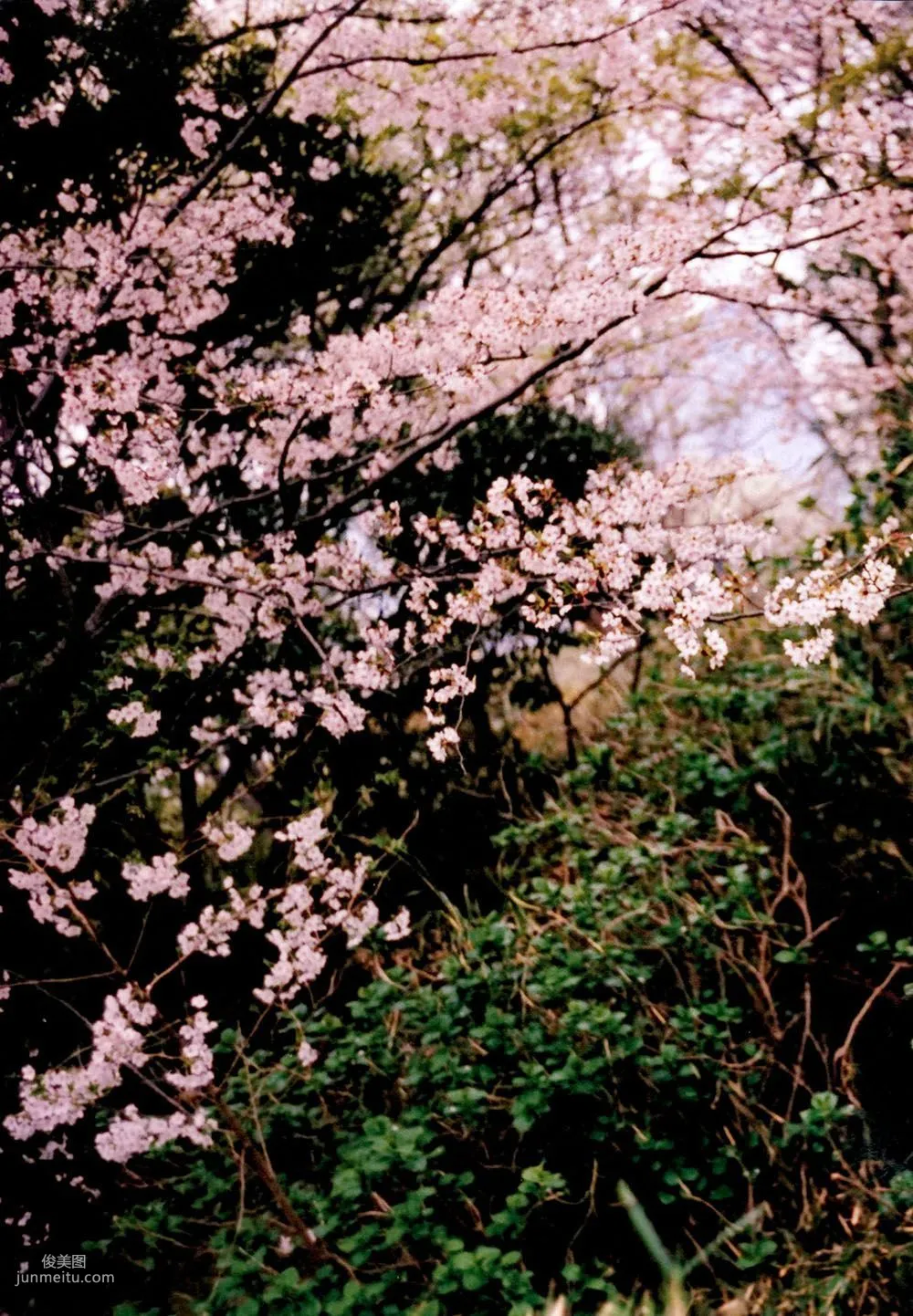 宮脇咲良/宮脅咲良《Sakura》 [PB寫真集] 75