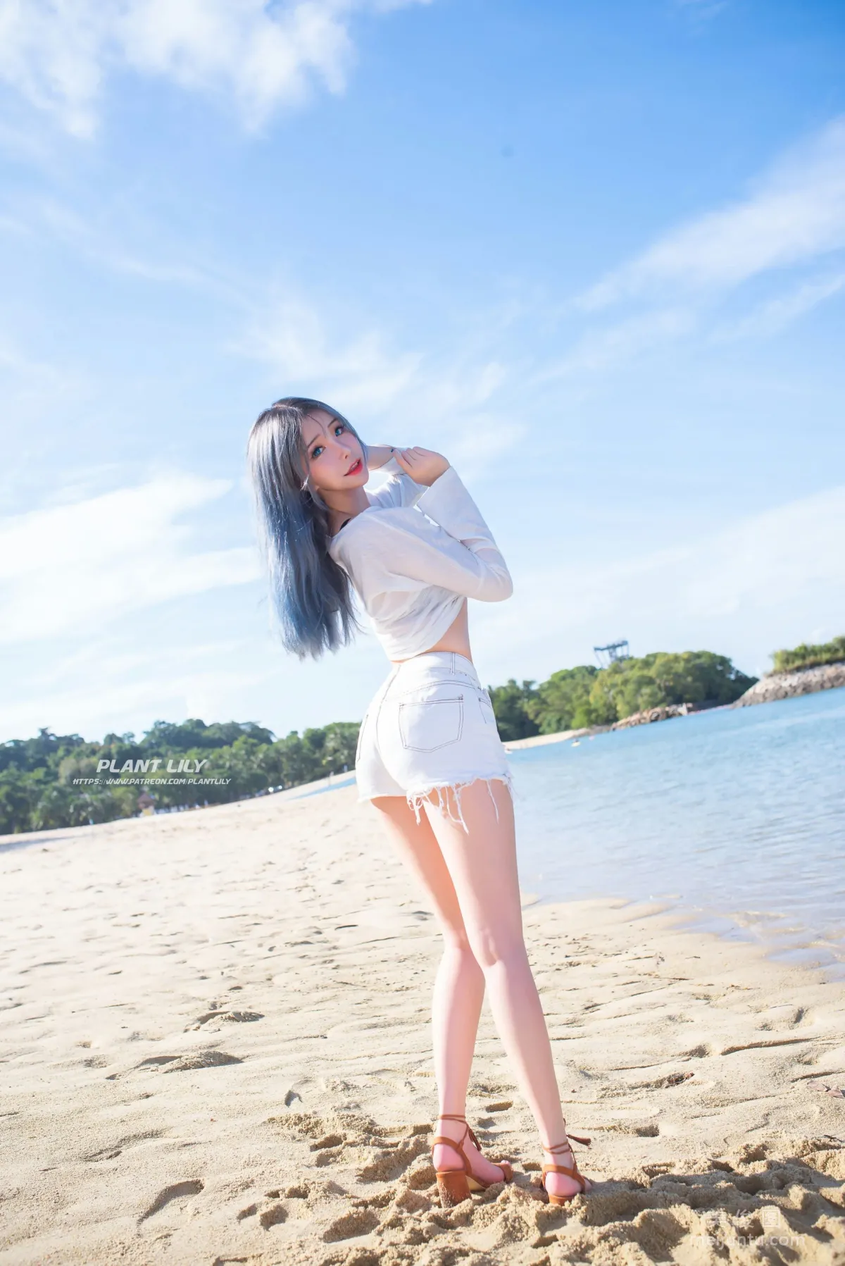 [Web Idols] Plant Lily - Beach lily photo 2