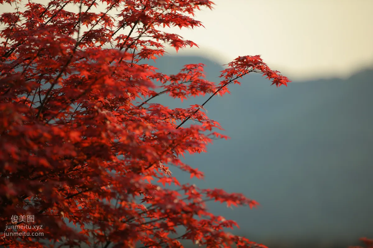 [YiTuYu] 2021.08.23 Autumn Maple Rustling, Ji Xiangxiang photo 4