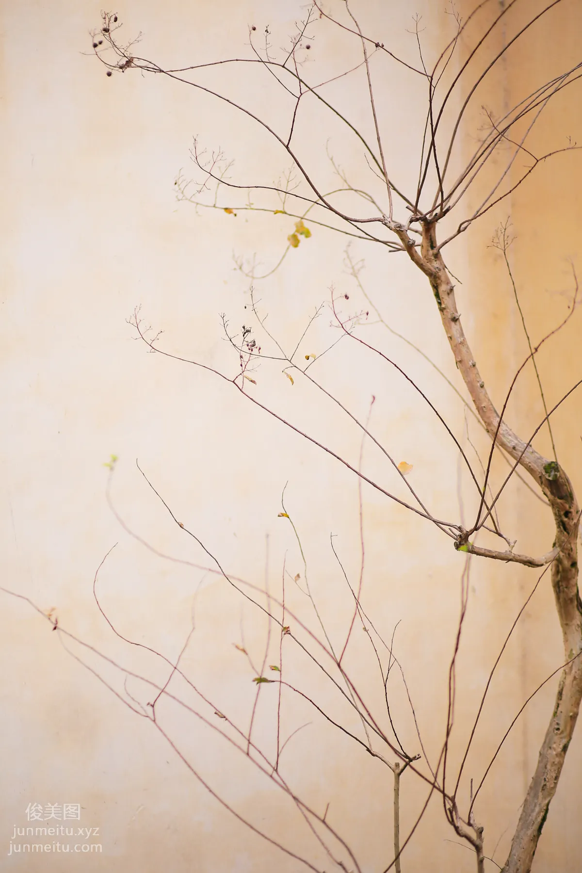 Yi Yue: YiTuYu photo 23