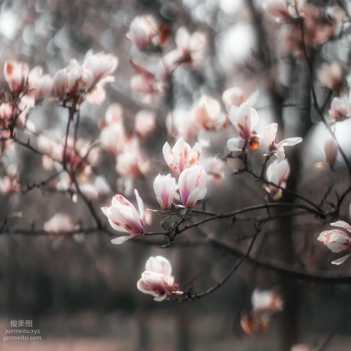 Zoulu Daifeng: YiTuYu photo 7