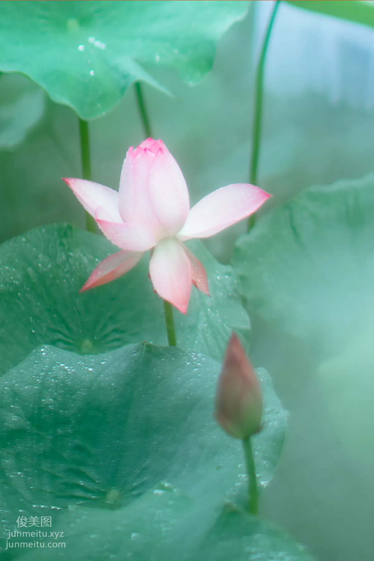 [YiTuYu] 2021.12.25 Twin Flowers Xiushui Ninghua photo 25