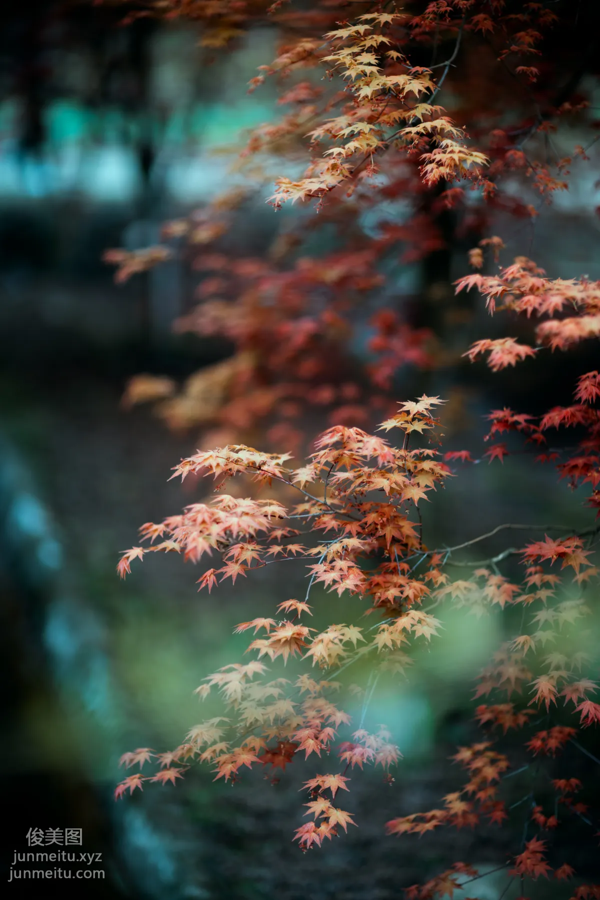 Mei Mei: YiTuYu photo 18