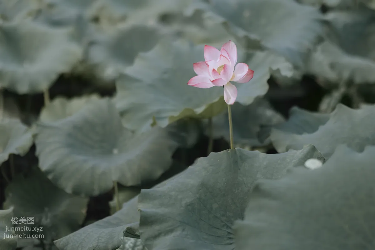 Bing Bing: YiTuYu photo 19