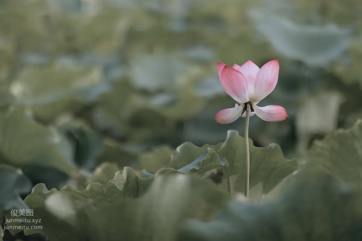 Bing Bing: YiTuYu photo 23